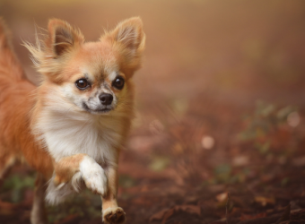 5 Fascinating Dog Breeds from Mexico